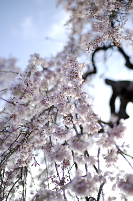 Weeping cherry   桜雨_e0082860_20295771.jpg