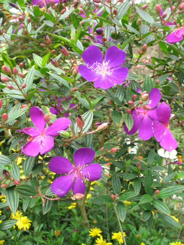 嘉道理農場 Kadoorie Farm & Botanic Garden_b0156261_0392977.jpg