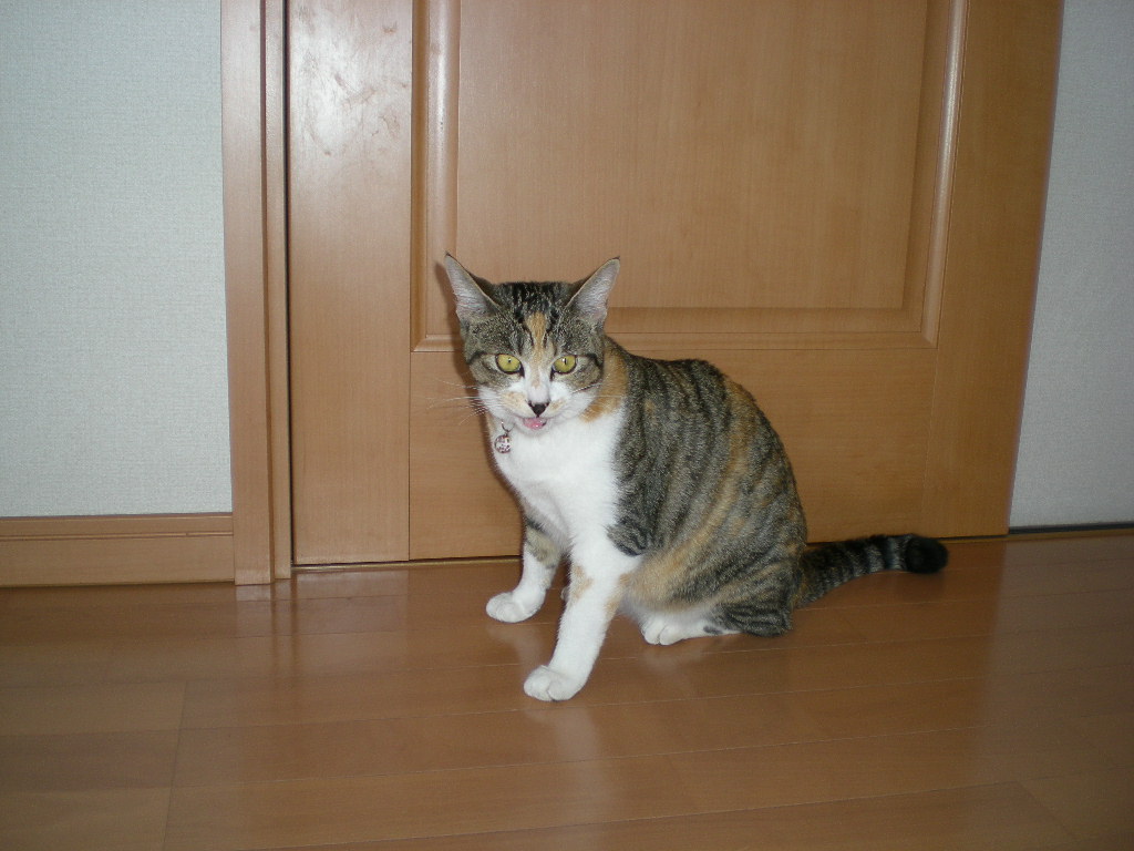 2009年4月6日(月)こころちゃんはご満悦!_f0060461_1552239.jpg