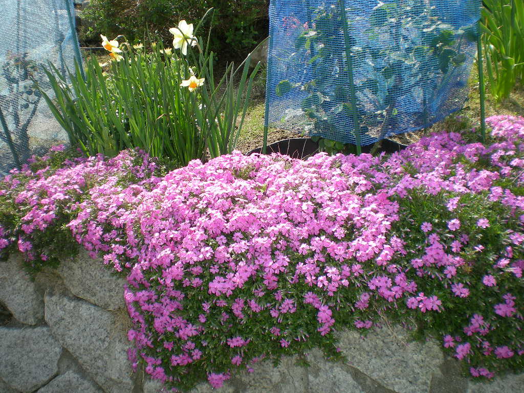 2009年4月6日(月)こころちゃんはご満悦!_f0060461_1672381.jpg