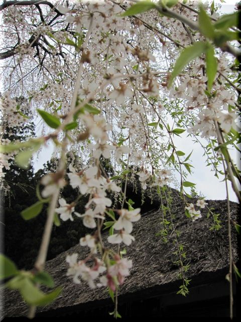  2009　高麗神社で桜観賞♪　　出世も願っちゃぉ～❤_c0134862_1585579.jpg