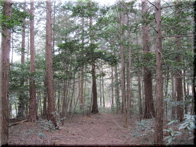  2009　高麗神社で桜観賞♪　　出世も願っちゃぉ～❤_c0134862_849598.jpg