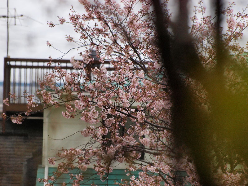 桜のカテゴリーに　✿ฺ´☆`✿ฺ_a0031363_15204641.jpg