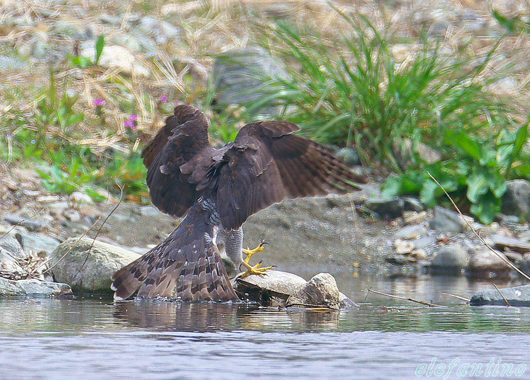 カワセミの目の前に舞い降りたオオタカ_b0123663_2140787.jpg