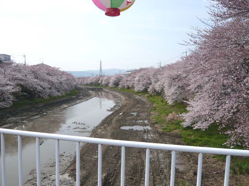 今年の花見　第一弾_c0006564_1891261.jpg