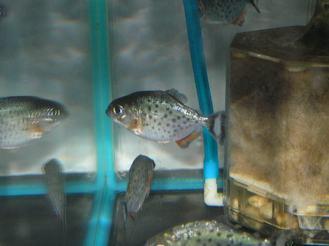 リミックス名東店熱帯魚