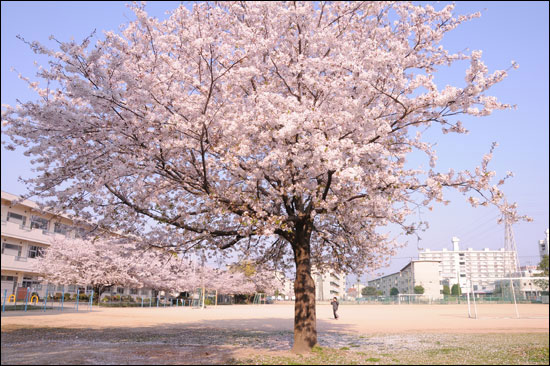 校庭のさくら さくら4 晴れ 時々写真
