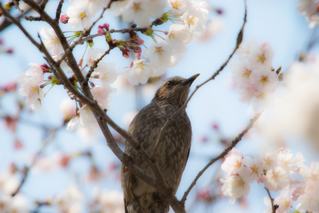 桜ヒヨ（ド）リ_d0124465_2255822.jpg