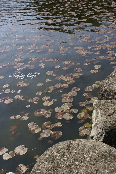 蓮花寺池公園にて・・・_e0148667_1615455.jpg