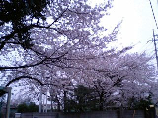 f0099367_7582679.jpg