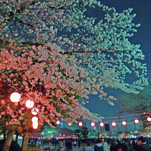 夜桜_b0011068_2029823.jpg