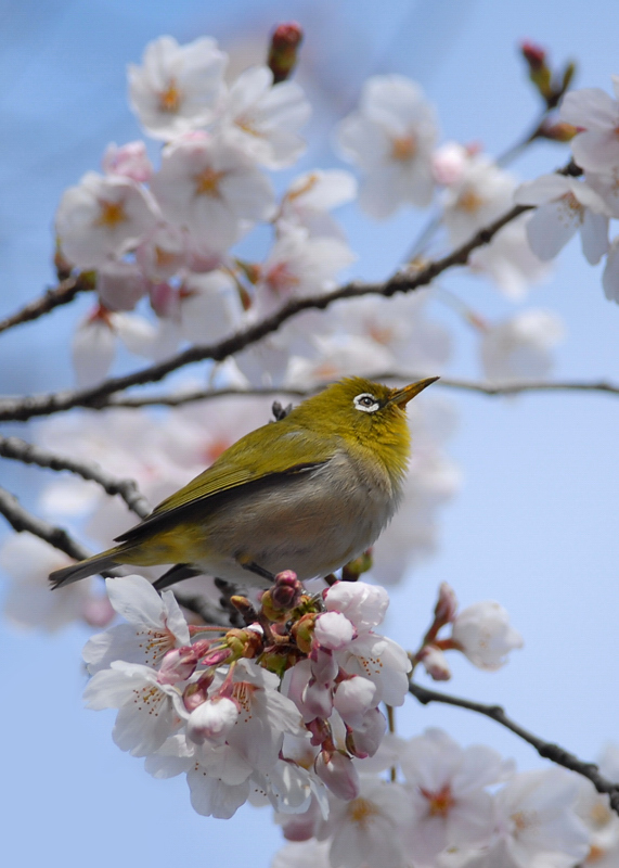 桜と、メジロ＆ヒヨドリ・・・_f0053272_16522328.jpg