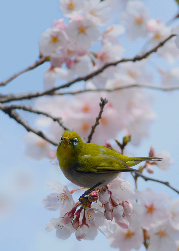 桜と、メジロ＆ヒヨドリ・・・_f0053272_17883.jpg