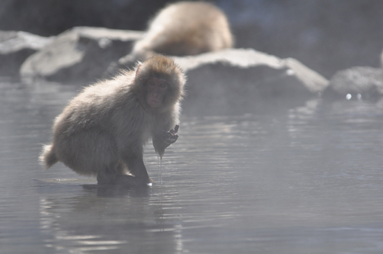 地獄谷温泉のサル写真アップ!_e0171573_1222254.jpg