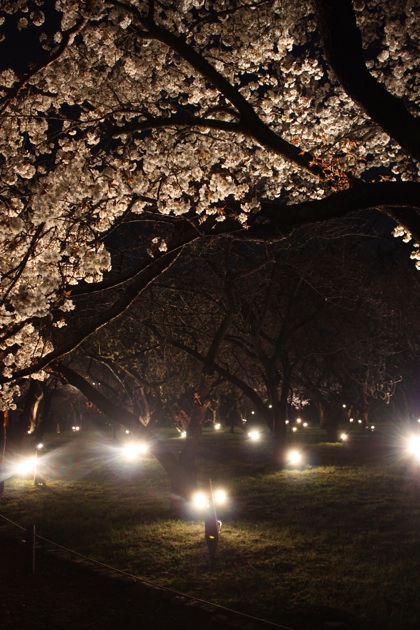 夜の桜　April 06, 2009_e0130974_1344611.jpg