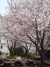 sakura*_d0099475_11364849.jpg