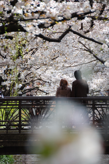 高瀬川・桜_f0175475_22141587.jpg