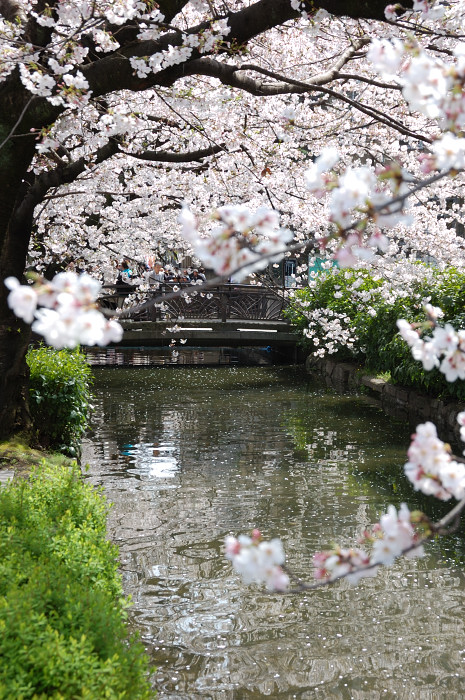 高瀬川・桜_f0175475_22585539.jpg