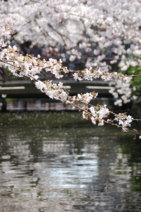 高瀬川・桜_f0175475_230411.jpg