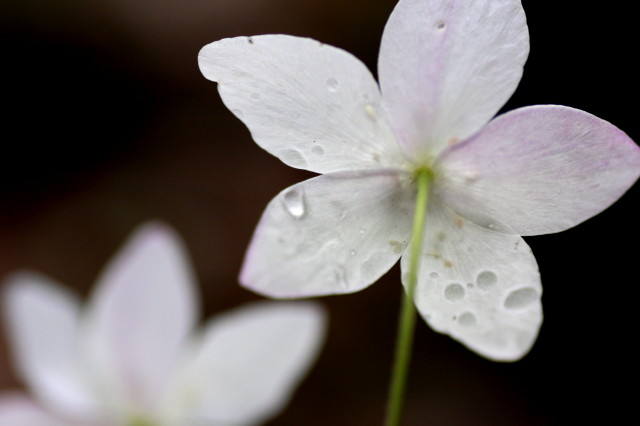 雨上がり_c0148777_22382272.jpg