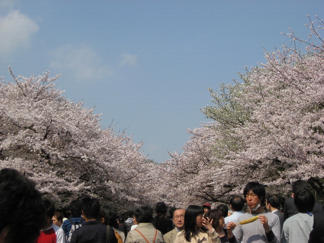 さくら・桜＠上野公園_f0111677_15321921.jpg