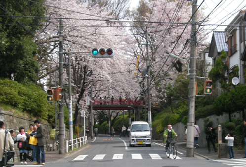 いつもの散歩道が・・・_c0079079_21433456.jpg