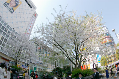 4月6日(月)今日の渋谷109前交差点_b0056983_1520937.jpg
