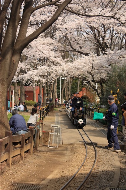 お花見。～世田谷公園～_b0133886_613666.jpg