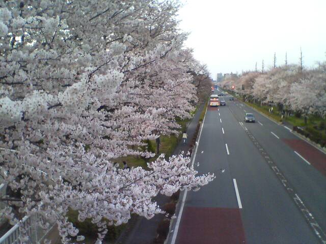 国立の桜_b0162386_144617.jpg