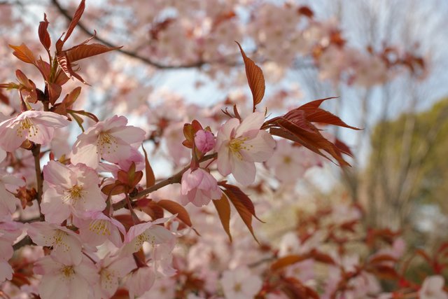 仙台桜 横浜桜_c0149087_12285120.jpg