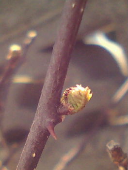 e0175288_1133473.jpg