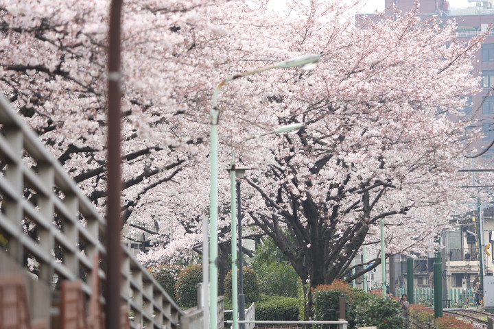 「　春霞をつきぬけて　」　荒川自然公園前　サクラと都電荒川線　_f0164989_012151.jpg