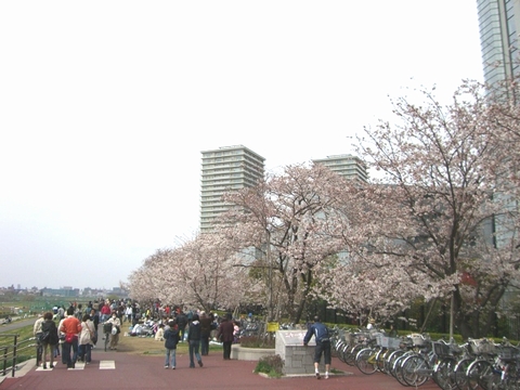 桜咲く...多摩川*.。:＊*_b0162790_195687.jpg