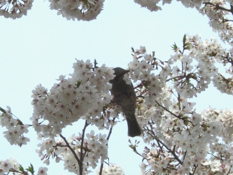 桜咲く...多摩川*.。:＊*_b0162790_20171924.jpg