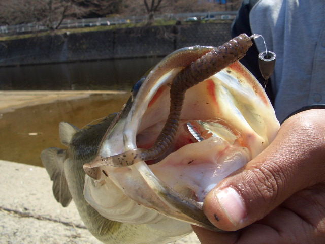 a0097491_17492754.jpg