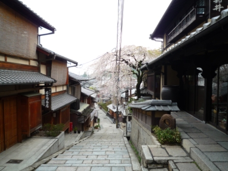 お花見　京都清水寺・東寺_c0196992_13182611.jpg