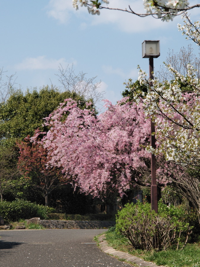 MFの桜_c0098793_15181436.jpg