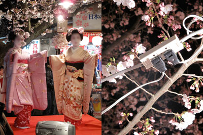 円山公園の桜 4/3 2009_c0108595_12455273.jpg