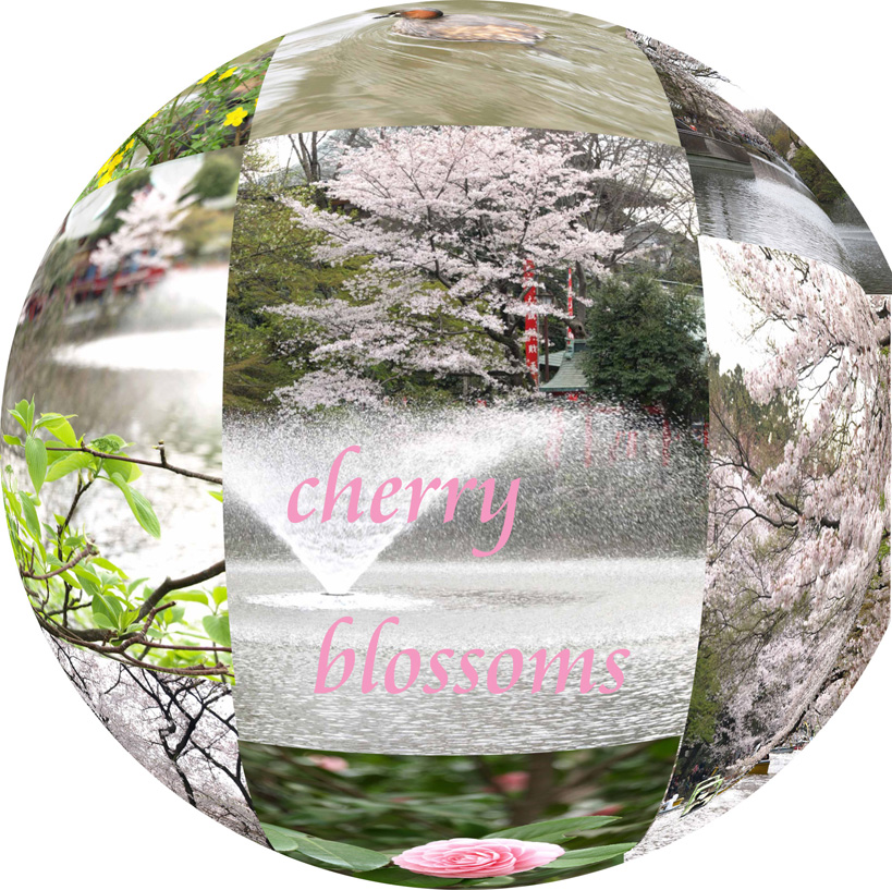 お花見♪_d0144095_1441727.jpg