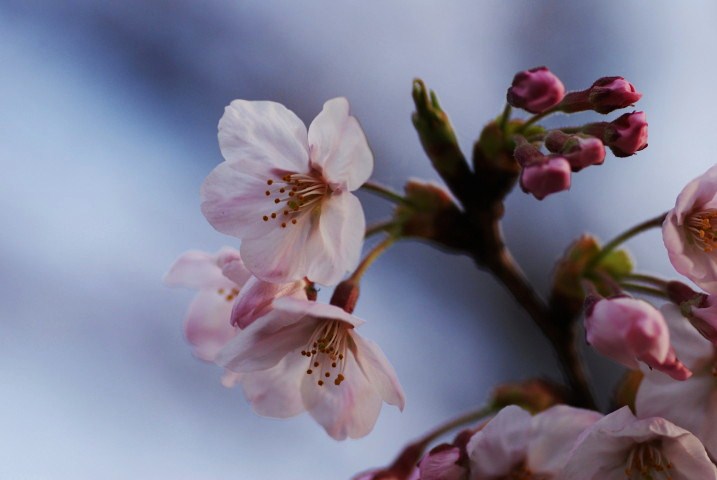 桜満開！麻生川・・・_a0053796_22511962.jpg