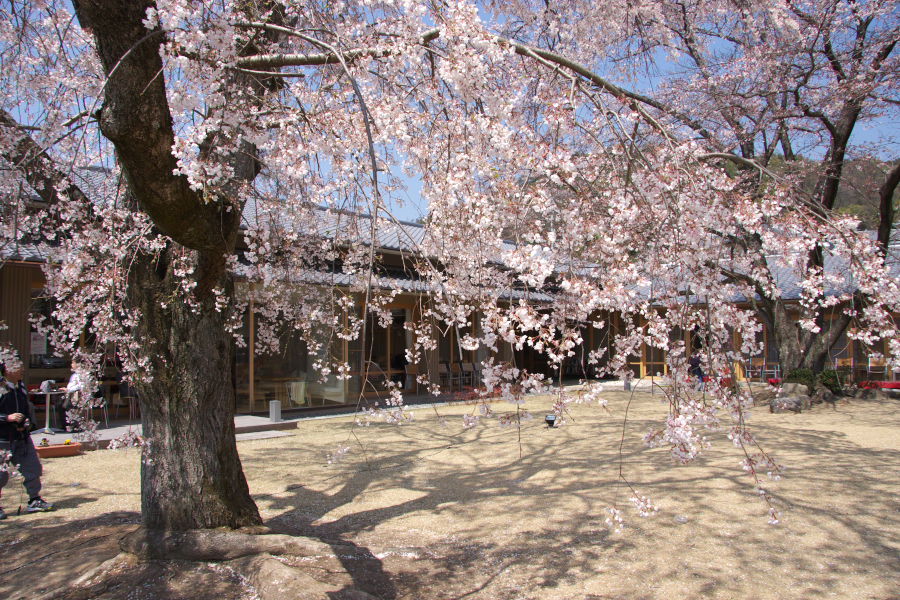 桜　　４月６日　　_a0046000_15371734.jpg