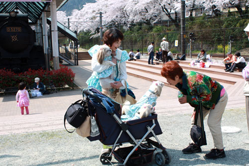 わたしのお気に入りお花見スポット⇒山北町鉄道公園♪_c0011204_1855257.jpg