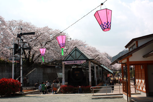 わたしのお気に入りお花見スポット⇒山北町鉄道公園♪_c0011204_18563687.jpg