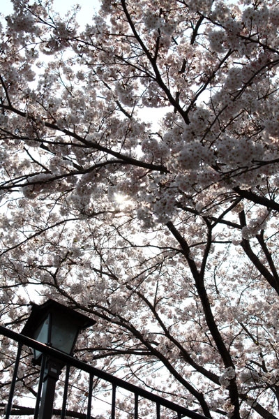 わたしのお気に入りお花見スポット⇒山北町鉄道公園♪_c0011204_1857458.jpg