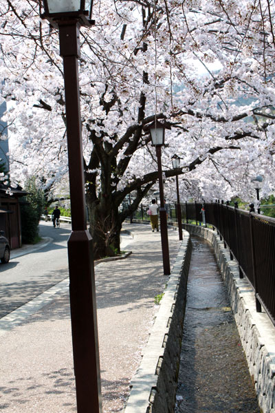 わたしのお気に入りお花見スポット⇒山北町鉄道公園♪_c0011204_185896.jpg