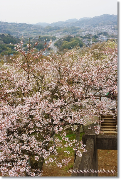 横須賀・衣笠山公園の桜_f0179404_2112365.jpg