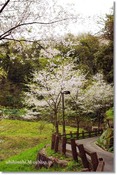 横須賀・衣笠山公園の桜_f0179404_2123428.jpg