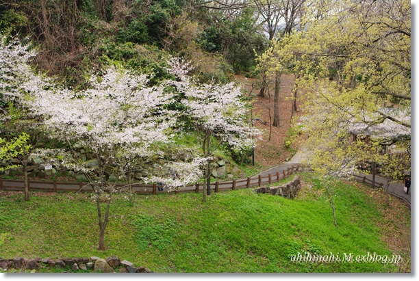 横須賀・衣笠山公園の桜_f0179404_212382.jpg