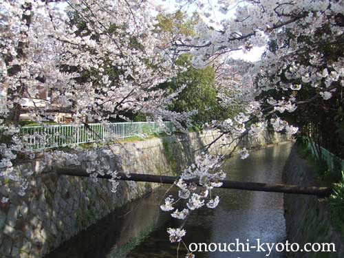 京の散歩道は桜満開！_f0184004_1454031.jpg