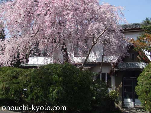 京の散歩道は桜満開！_f0184004_14543616.jpg
